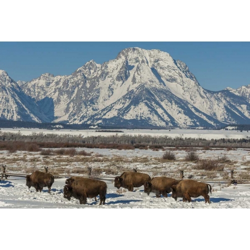 Wyoming, Grand Tetons Bison and winter landscape
